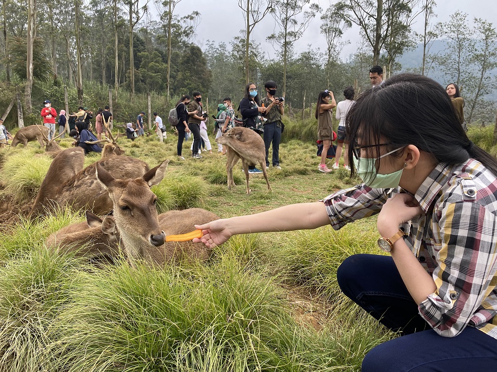 Ini rusa dikasih wortel kagak buka mulut sama sekali